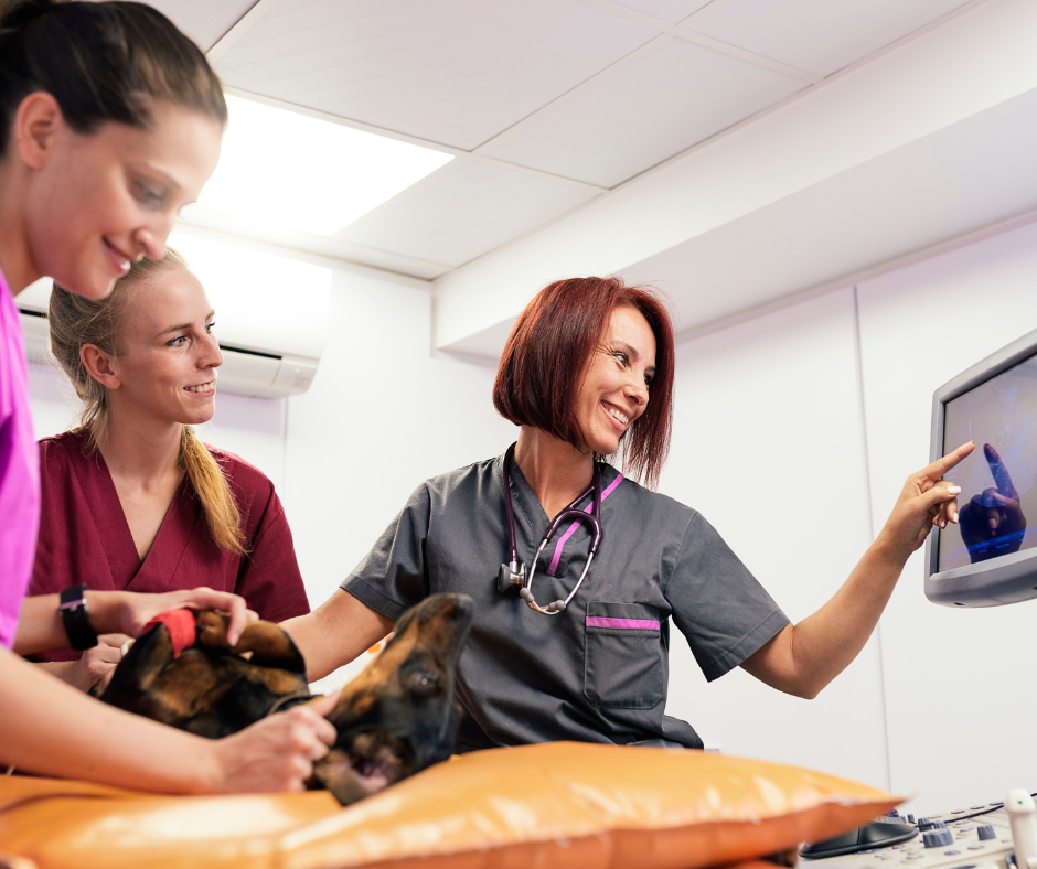 Building a Purpose-Driven Veterinary Practice: How Small Daily Choices Shape a Calmer Year