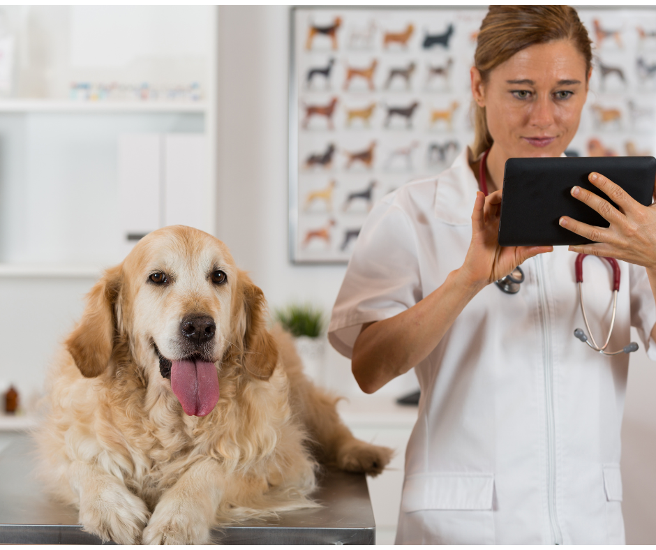 A person with stethoscope holding a tablet