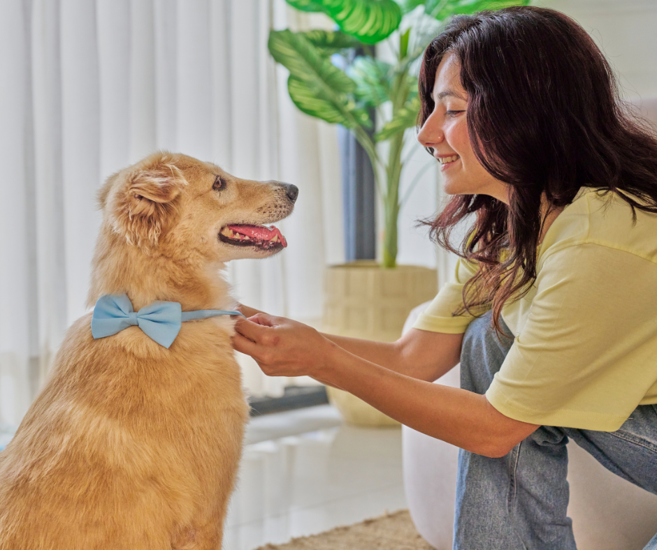 A person petting a dog