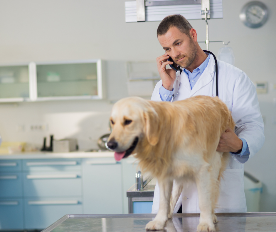 Lifelong loyalty through veterinary client relationships