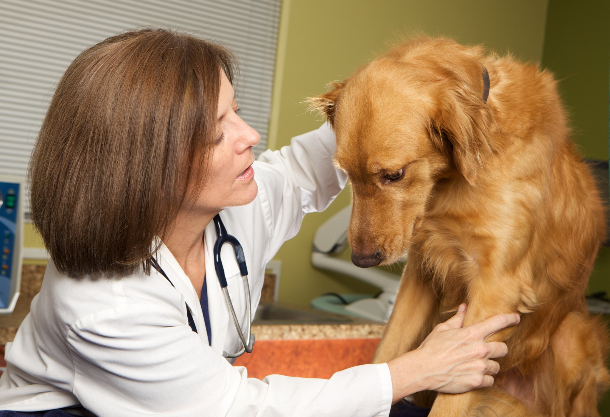 Busy Vet Office