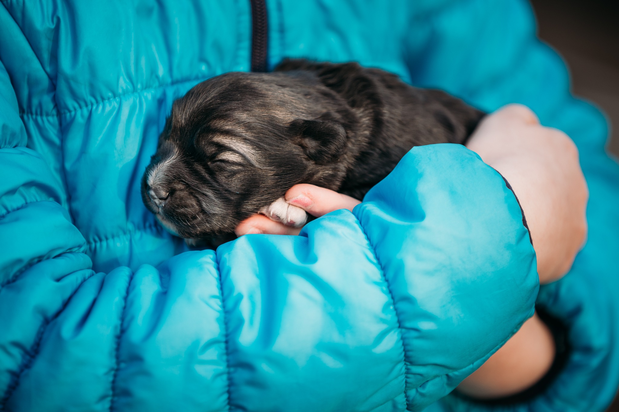 Holding a puppy