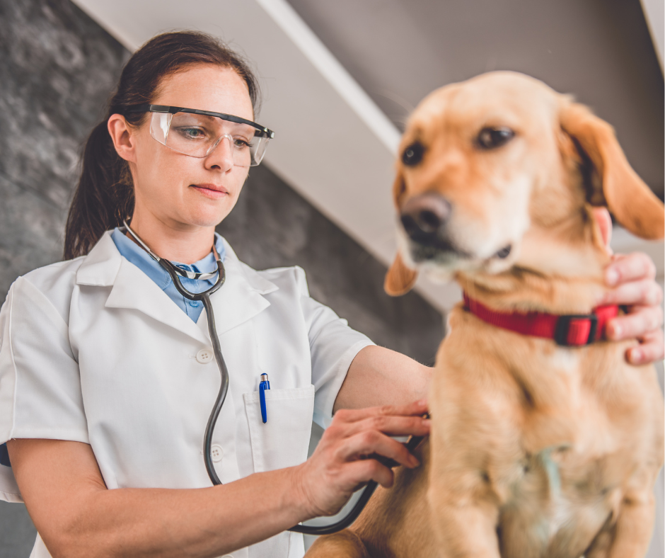 Veterinary team reviewing client communication workflows