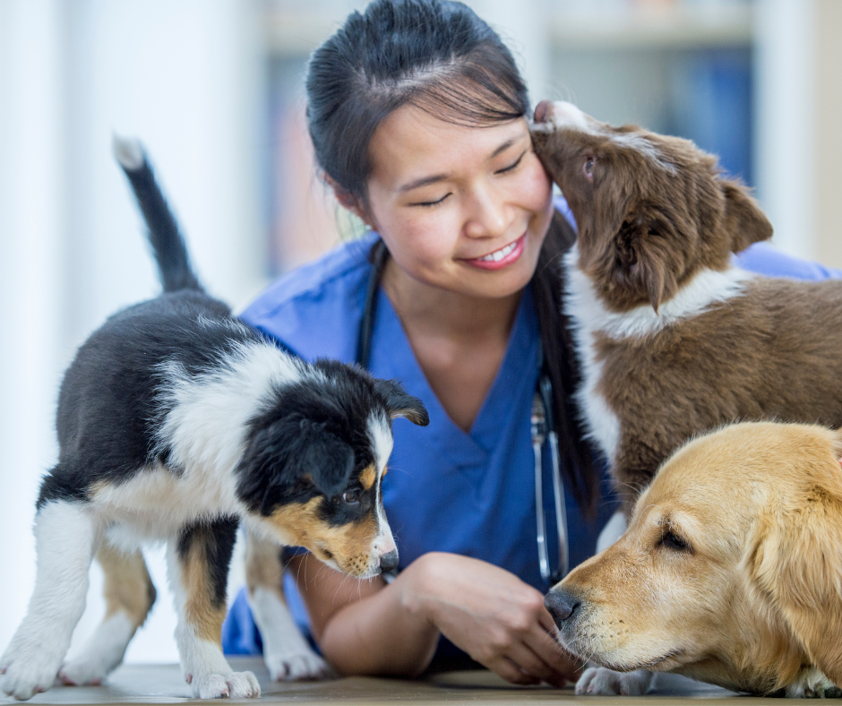 From Solo Vet to Growing Team: Why Your Systems Matter More Than Ever