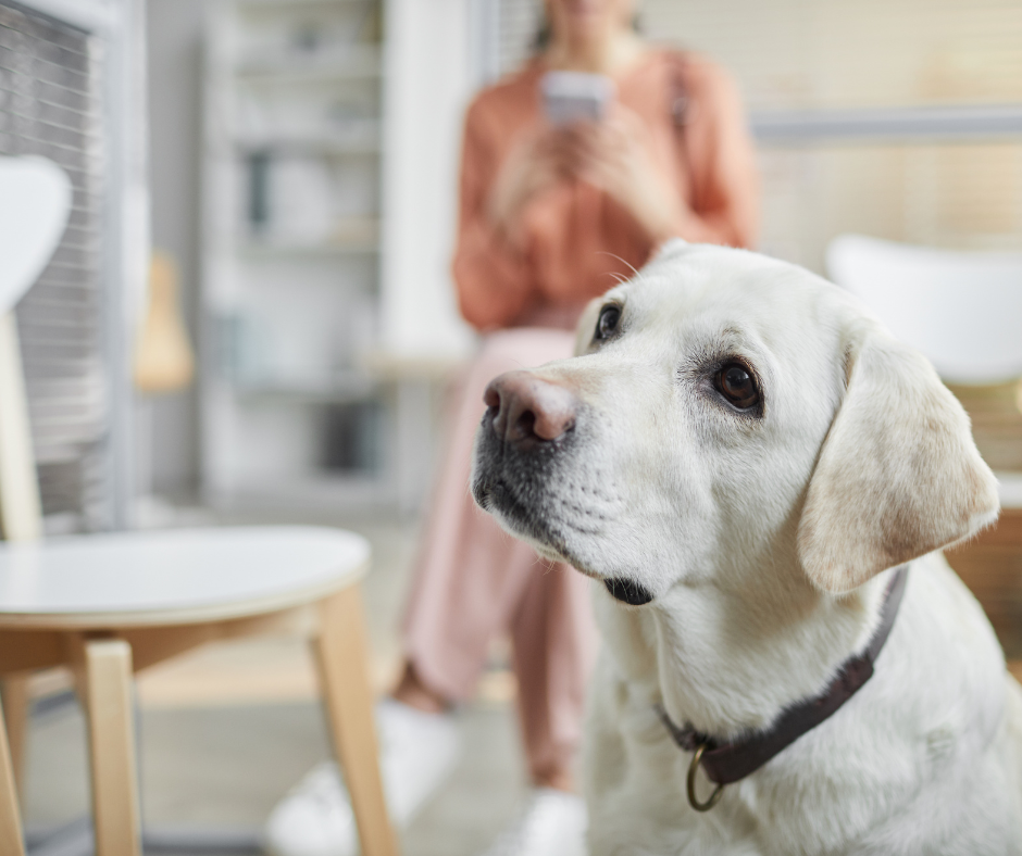 Frustrated veterinary client on the phone repeating care concerns