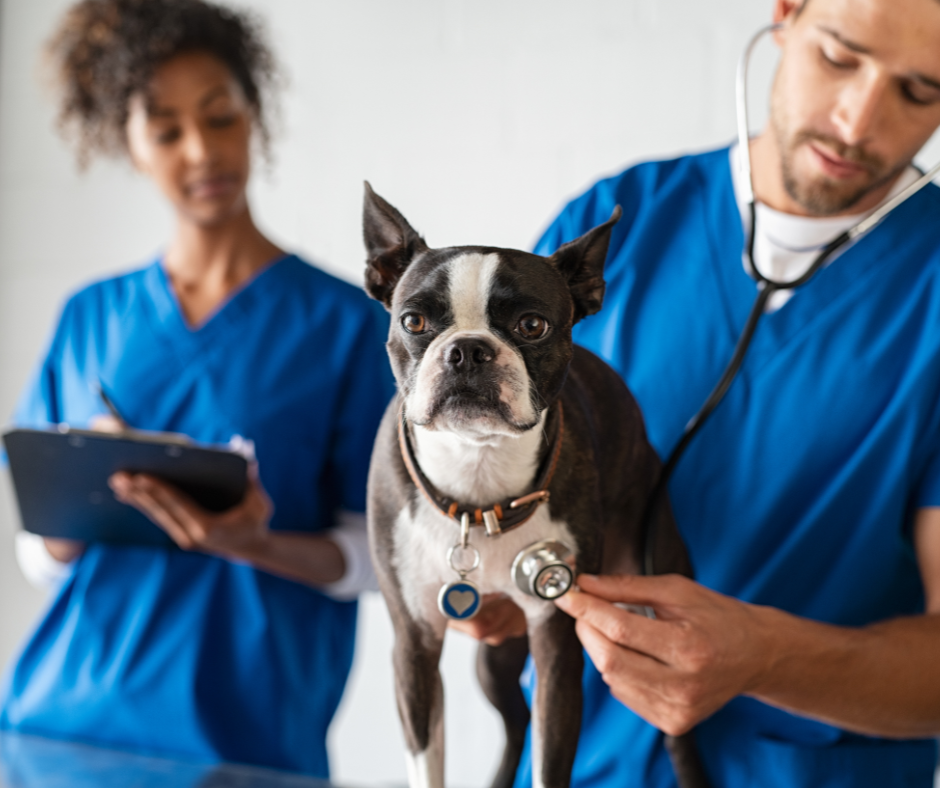 Stressed veterinary staff discussing patient communication issues