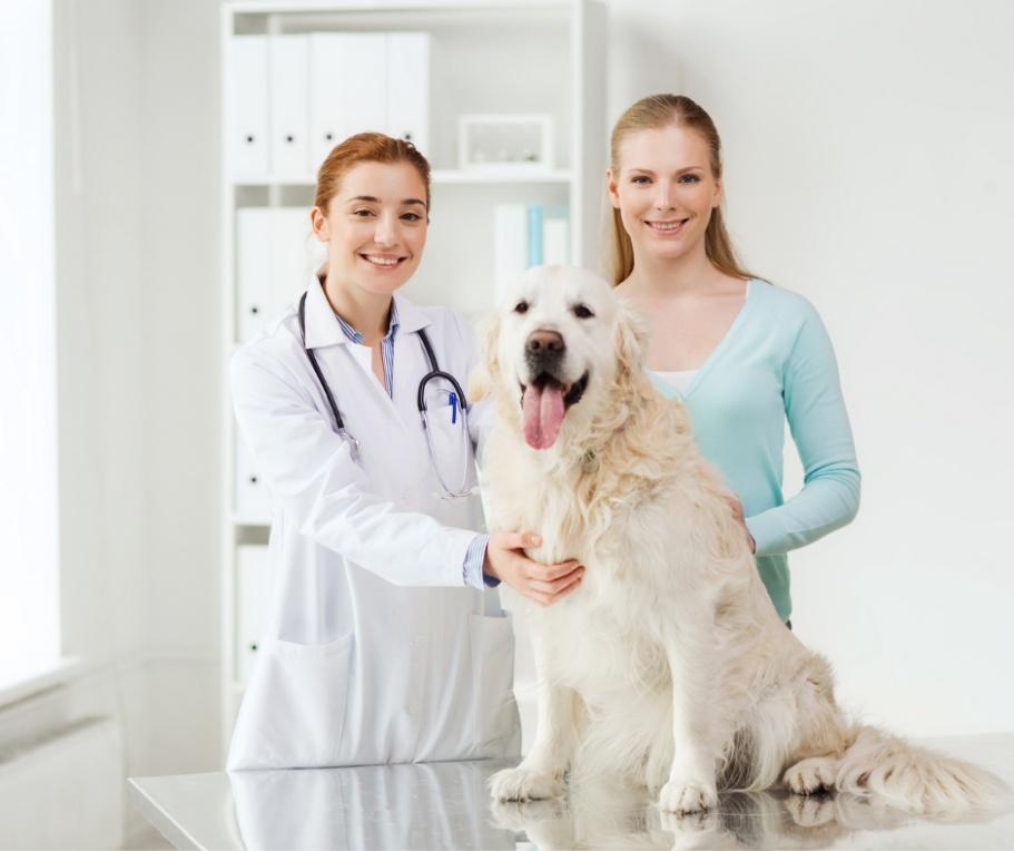 Familiar technician caring for a pet
