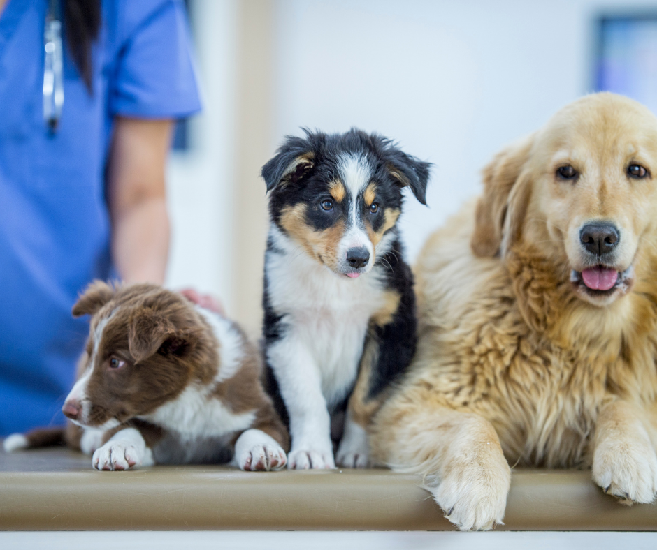 Personalized care at independent veterinary clinic