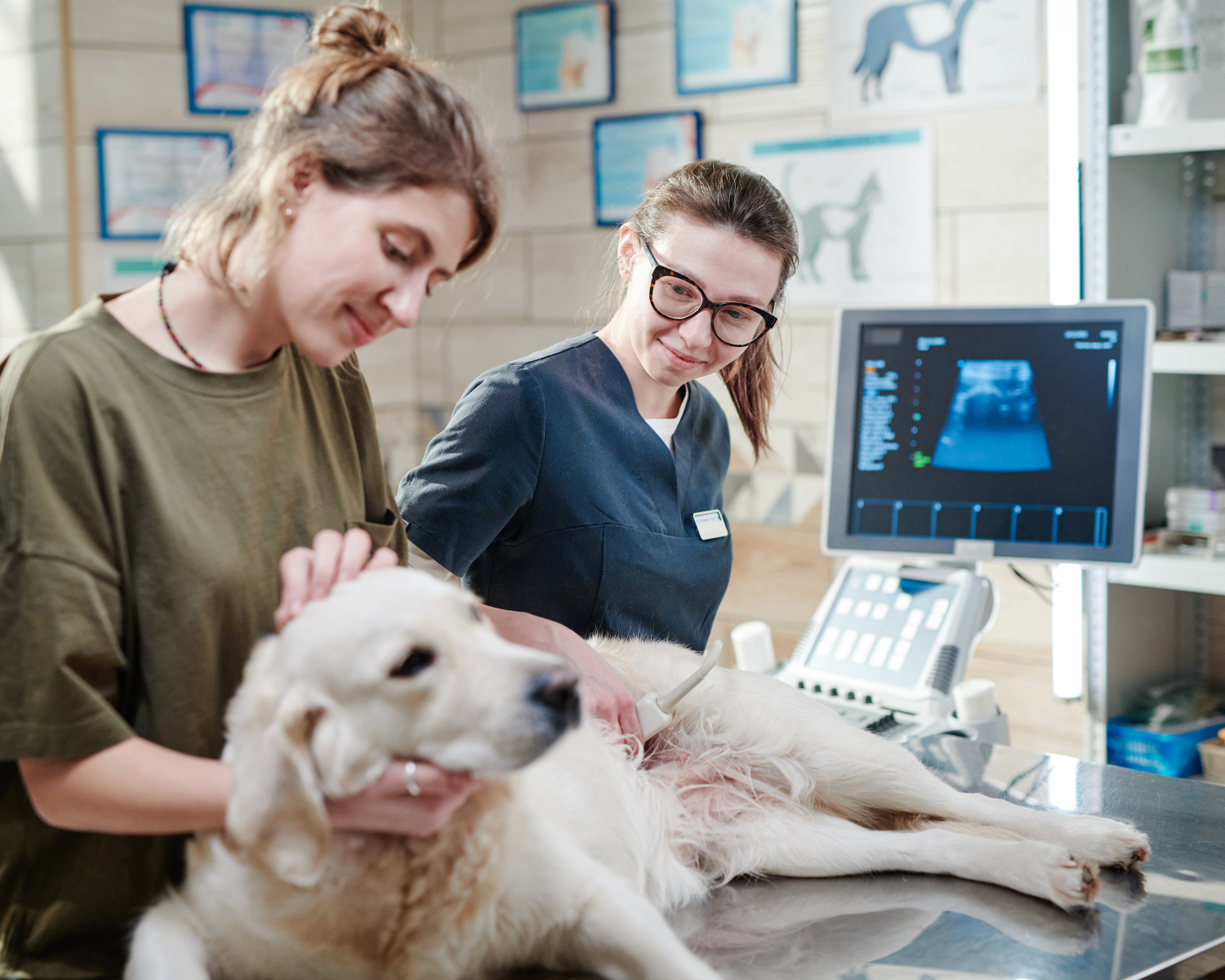 Examining a dog