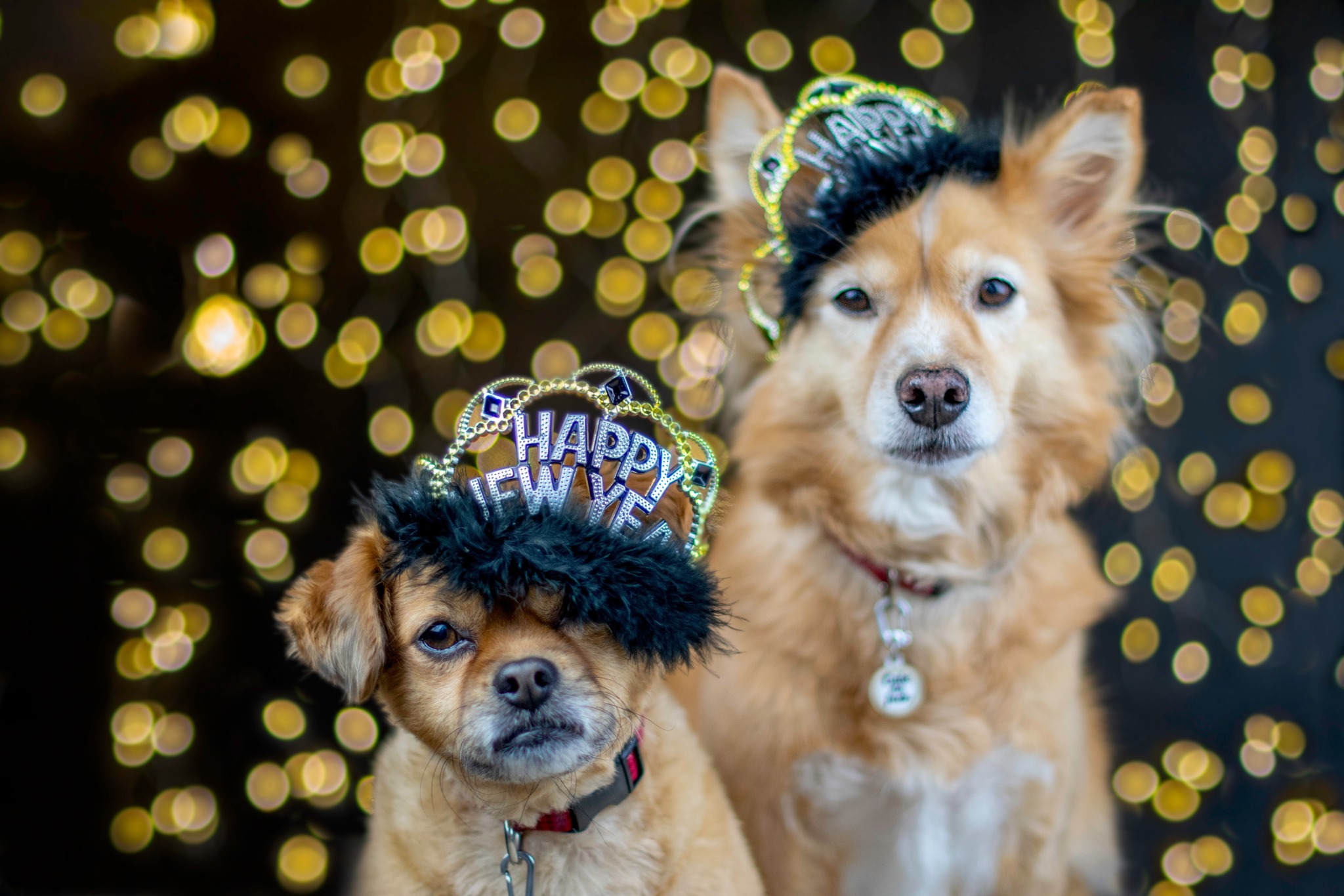 4 New Year's Resolutions for Your Veterinary Practice