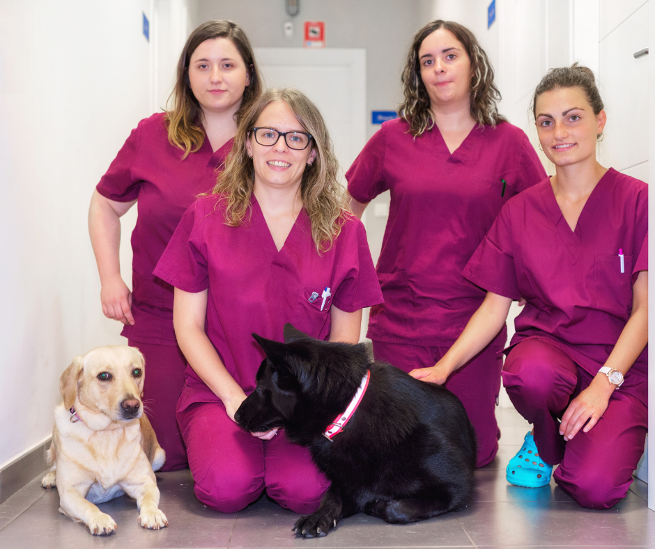 Veterinary team with dogs in clinic