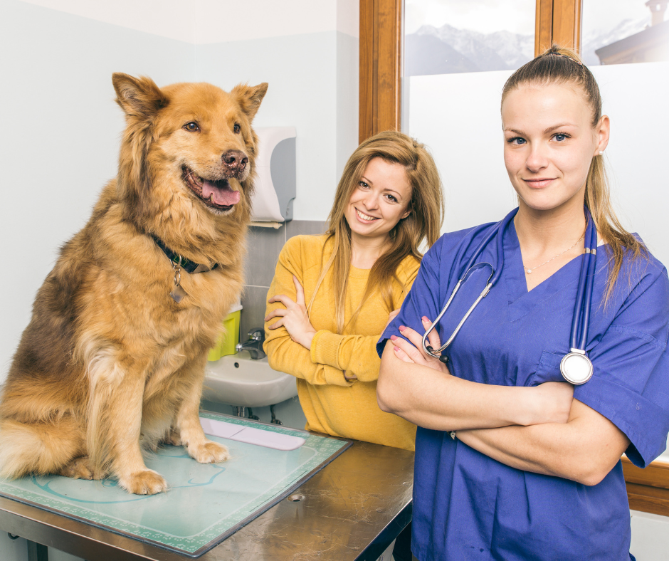 Veterinary team collaborating in a clinic setting