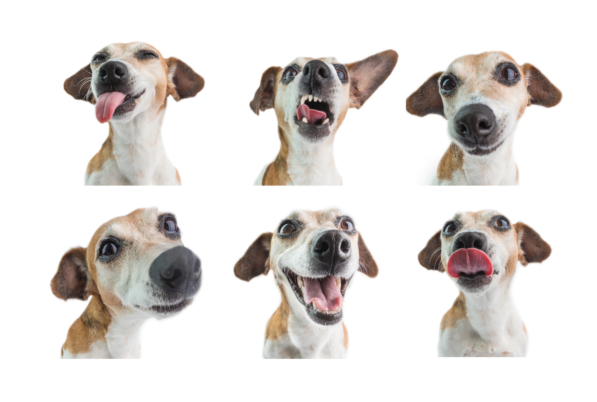 Dog Images