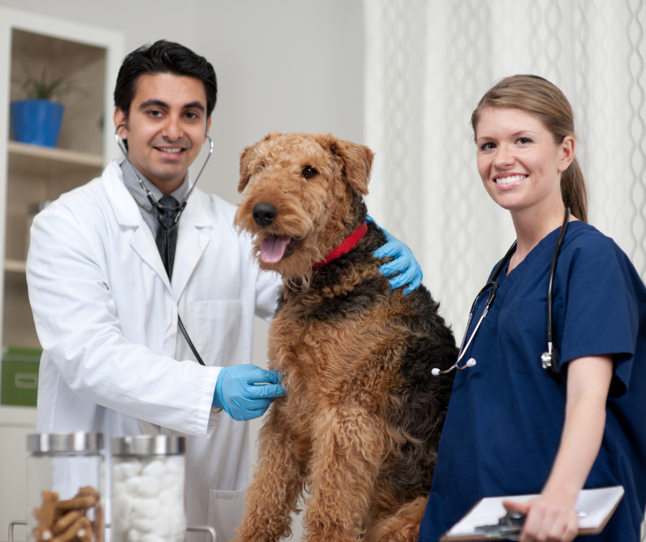Independent veterinary clinic team building client relationships