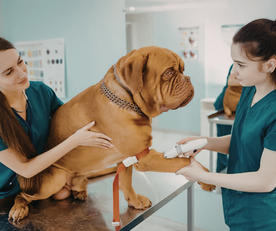 Veterinary staff collaborating efficiently using practice management tools