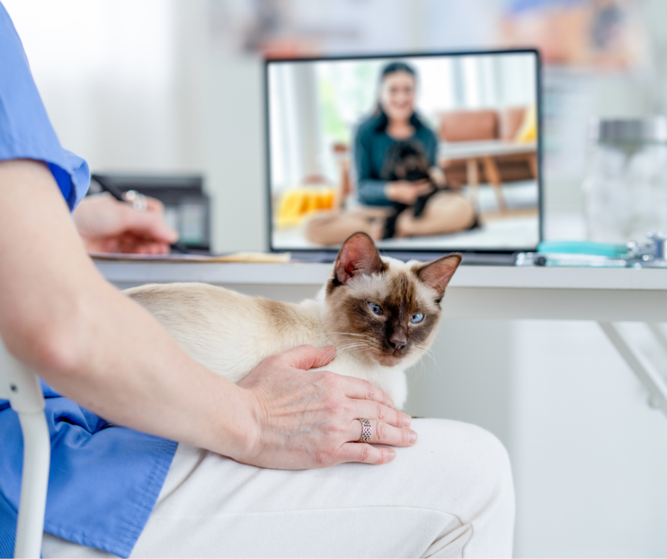 Veterinary software empowering staff to deliver personalized client care