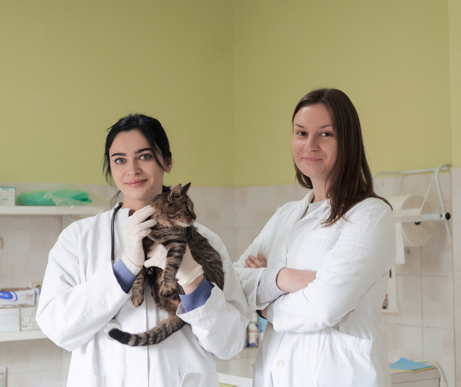 Small Team, Big Clarity: How Independent Veterinary Clinics Win with Better Communication