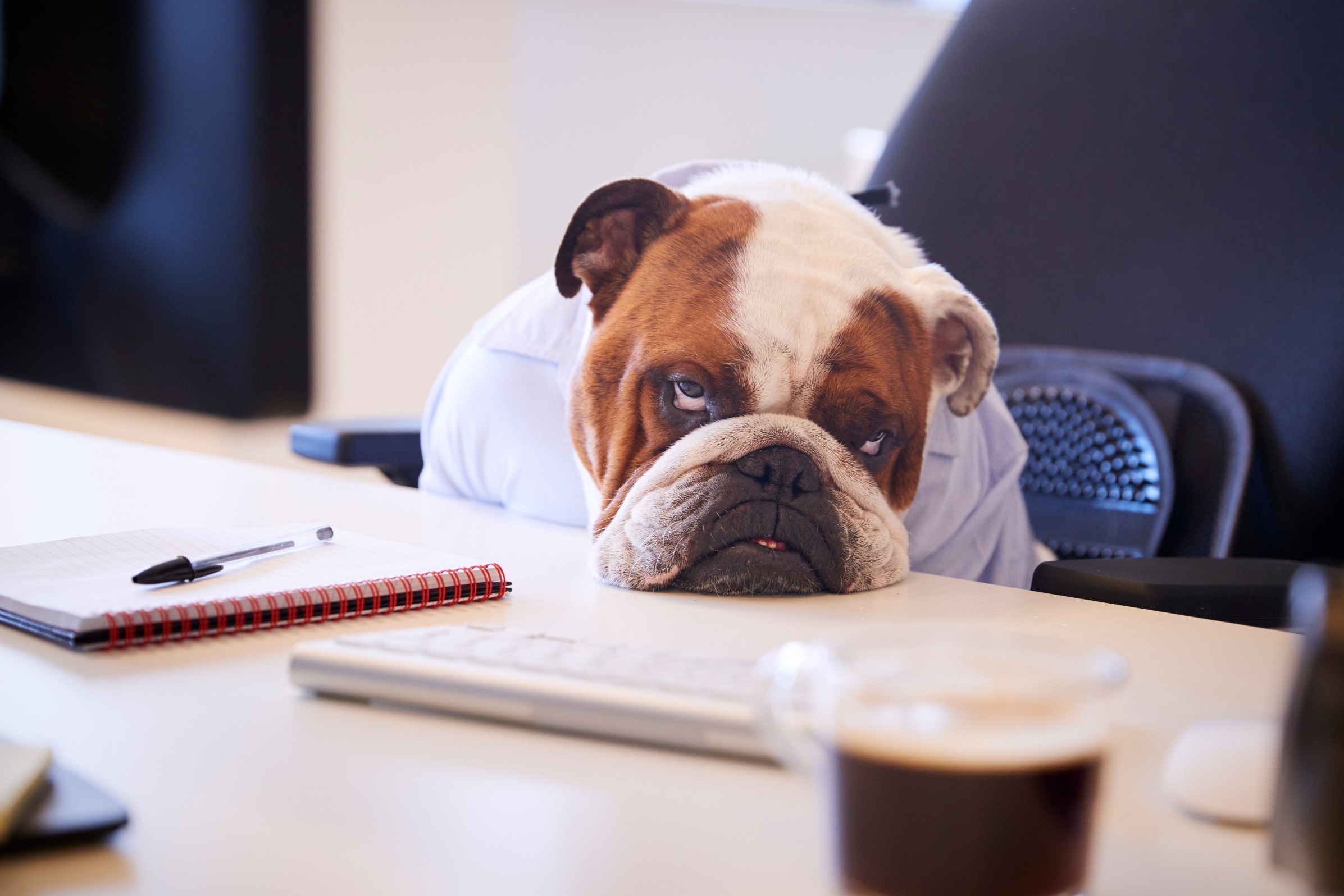 Dog at Desk