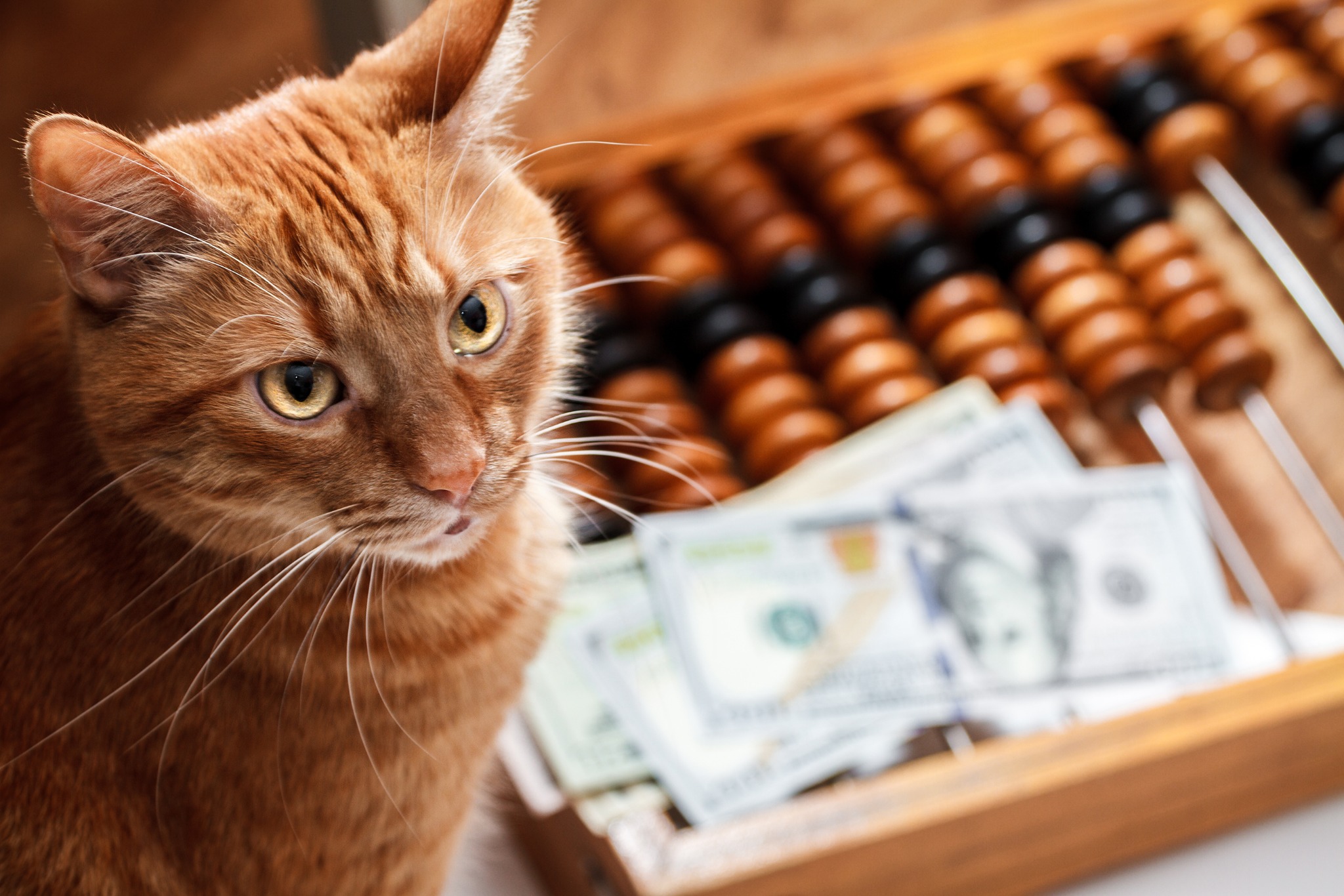 Cat Accountant