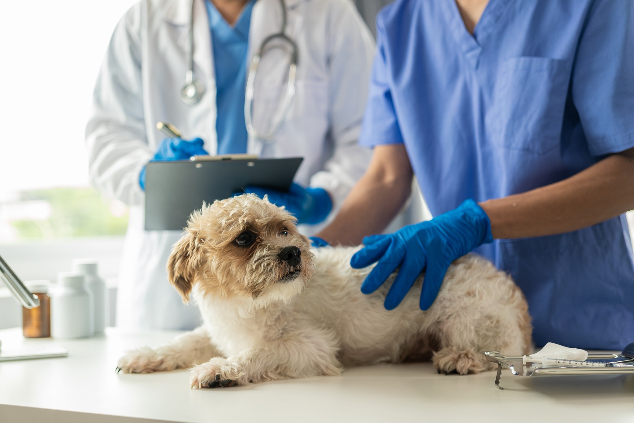 Veterinarian Examining Dog