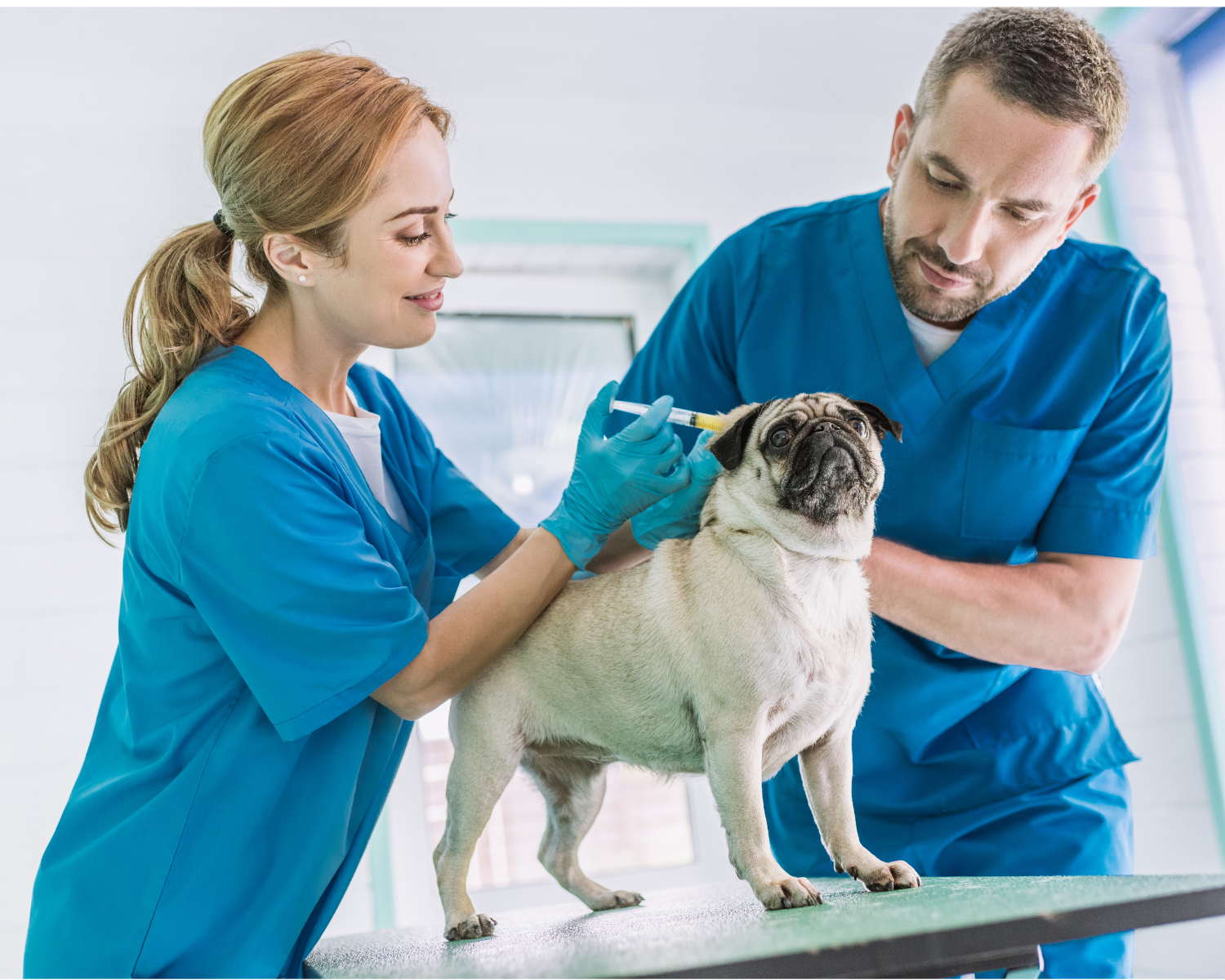 A person and person in blue scrubs giving a dog a injection