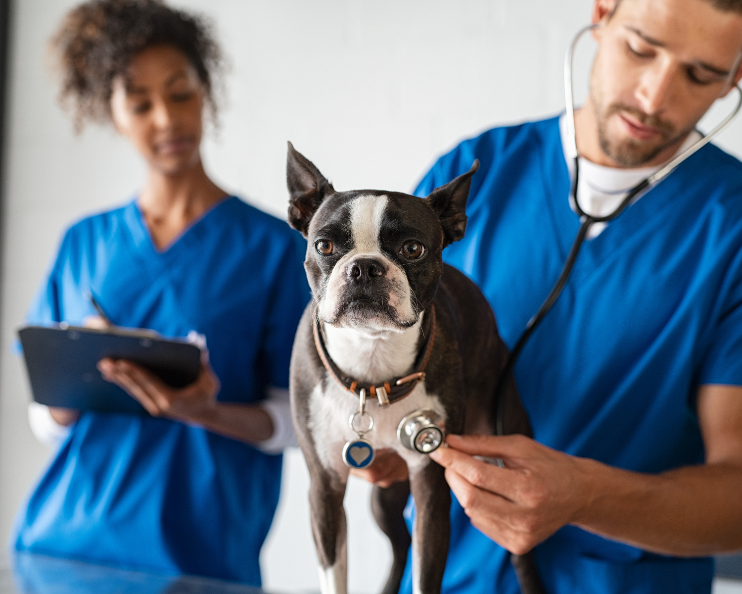 A person and person in blue scrubs holding a dog