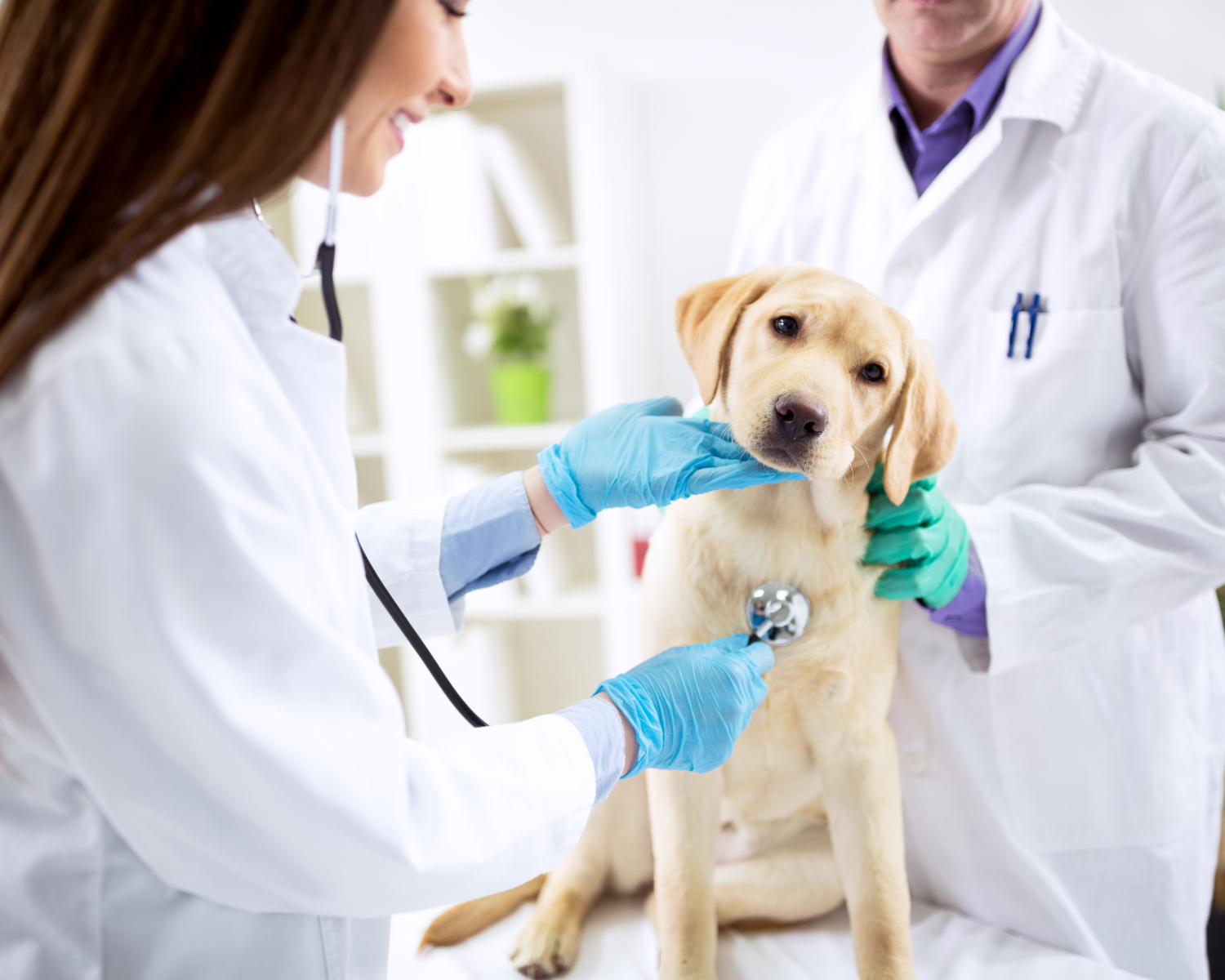 A dog being examined by a veterinarian