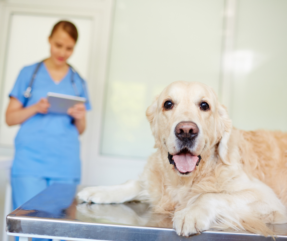 VetBadger veterinary workflow management software dashboard empowering team collaboration