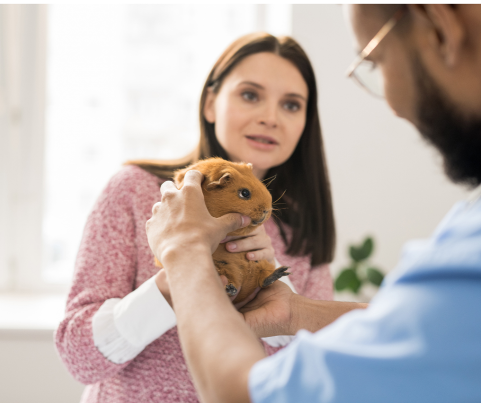 Veterinarian examining a small pet held by the pet owner during an appointment