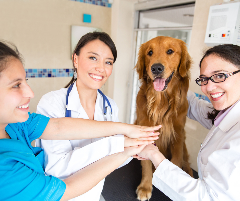 Thriving on Purpose: How Veterinary Teams Can Align Around Systems That Support Well-Being?