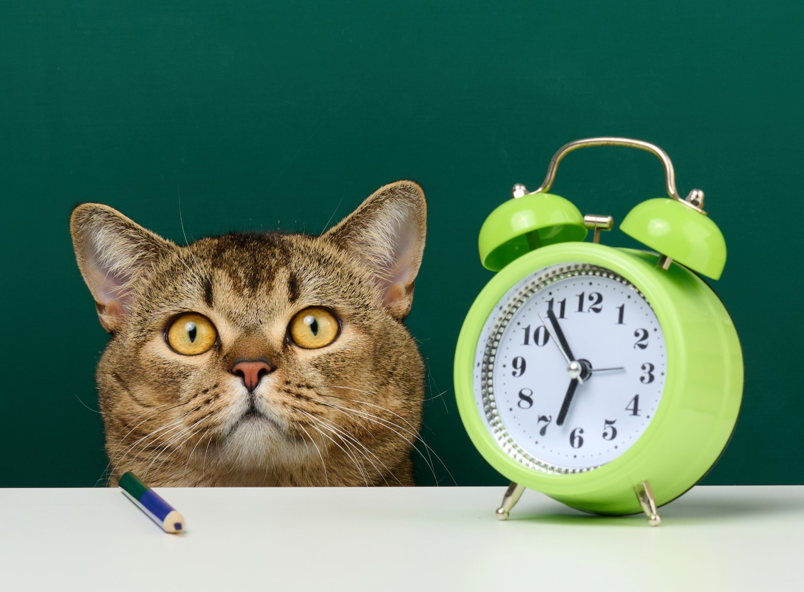 Cat with clock