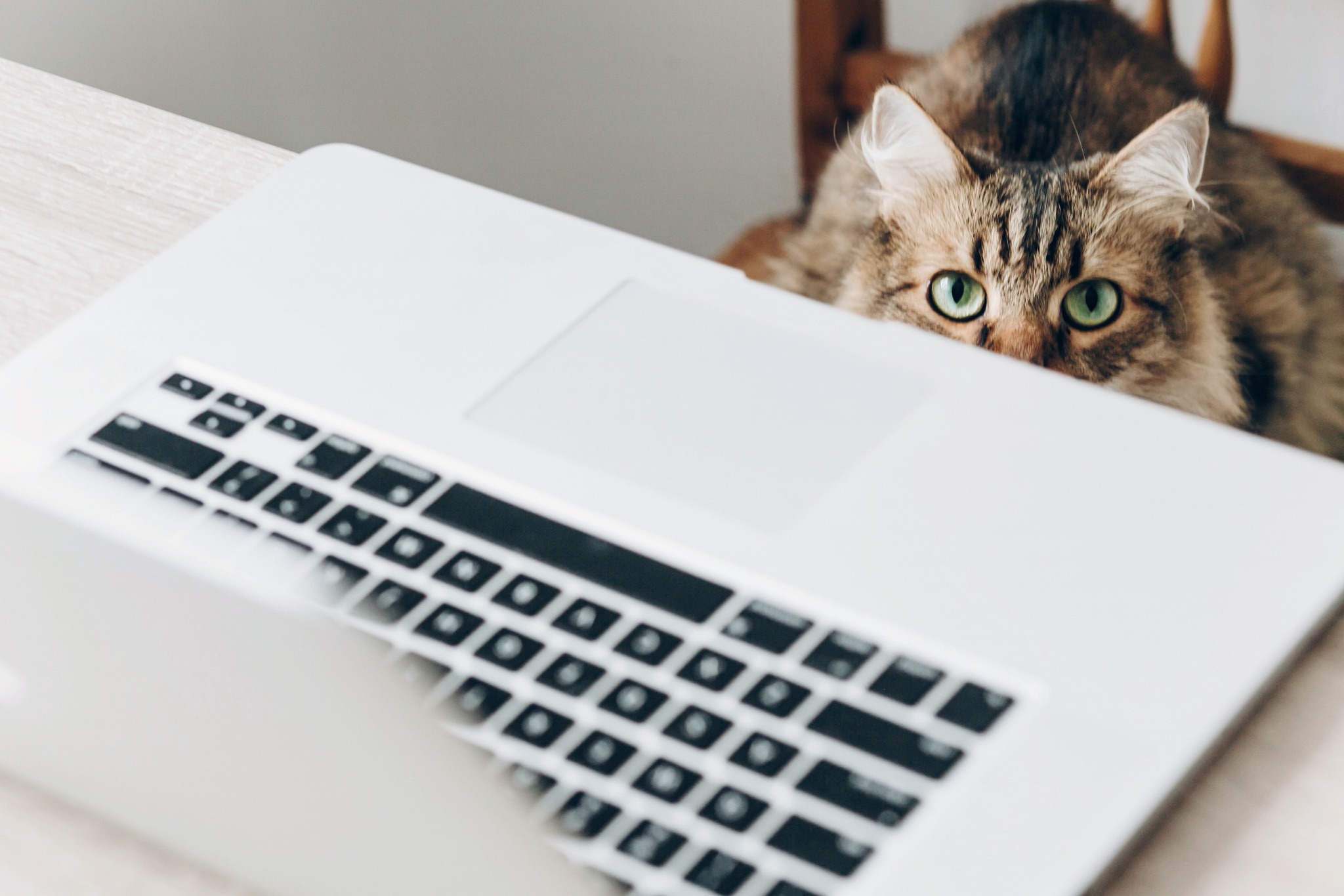 Cat and Laptop