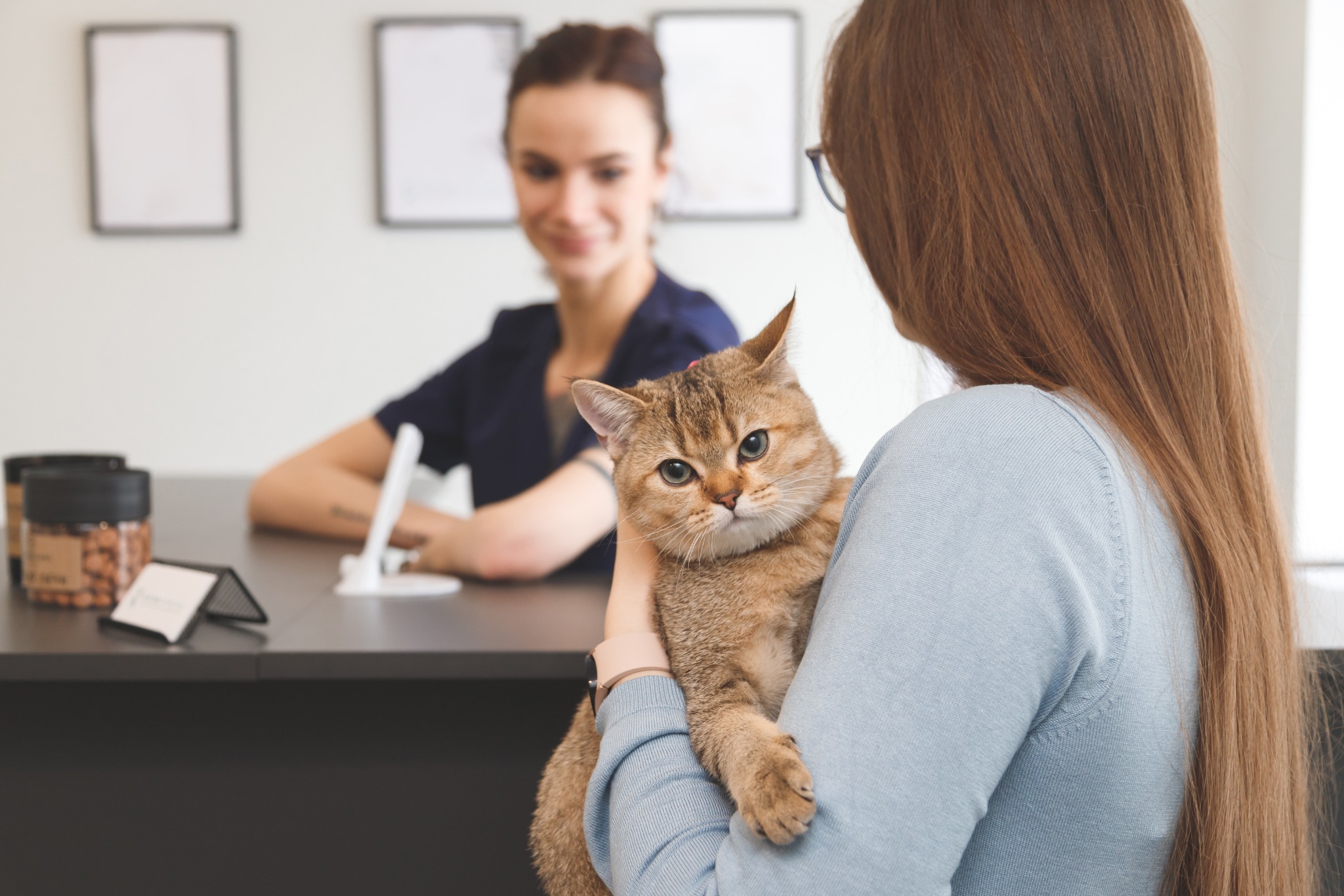 Doctor with client and patient