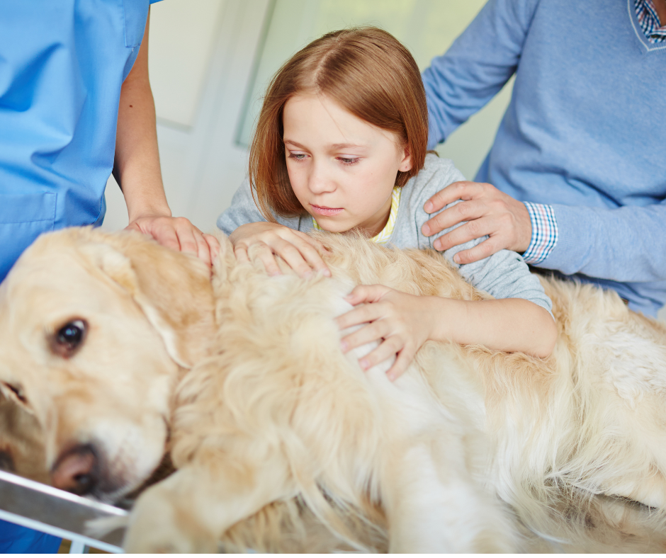Worried young girl and parent comforting their sick dog on a veterinary examination table