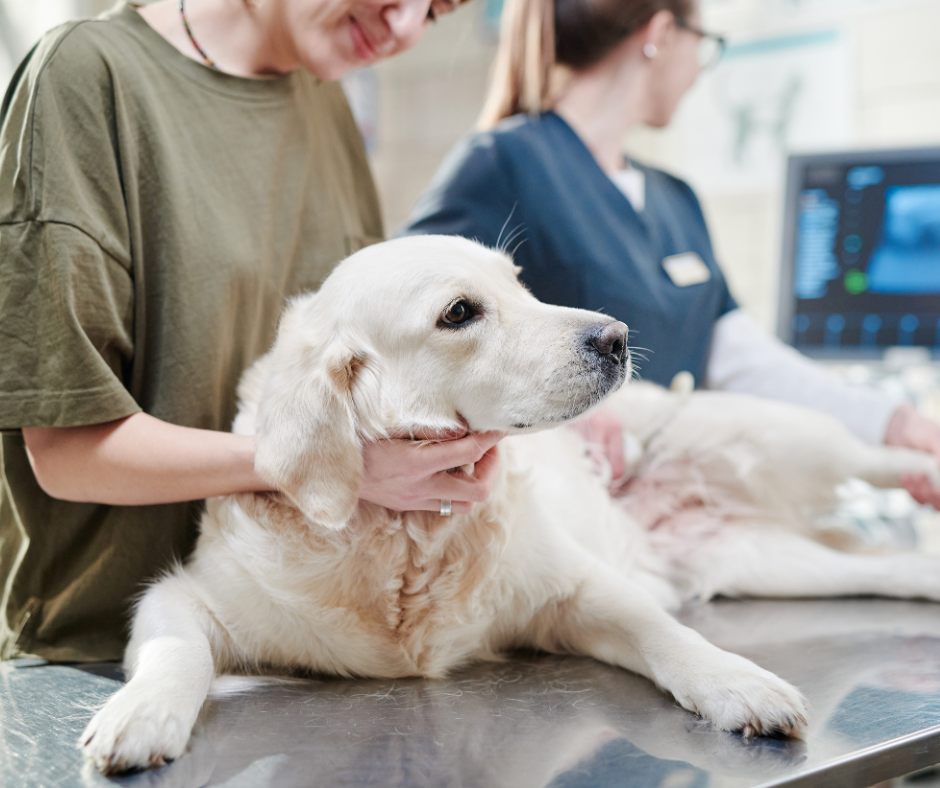 Veterinary medical staff conducting an ultrasound exam on a golden retriever patient