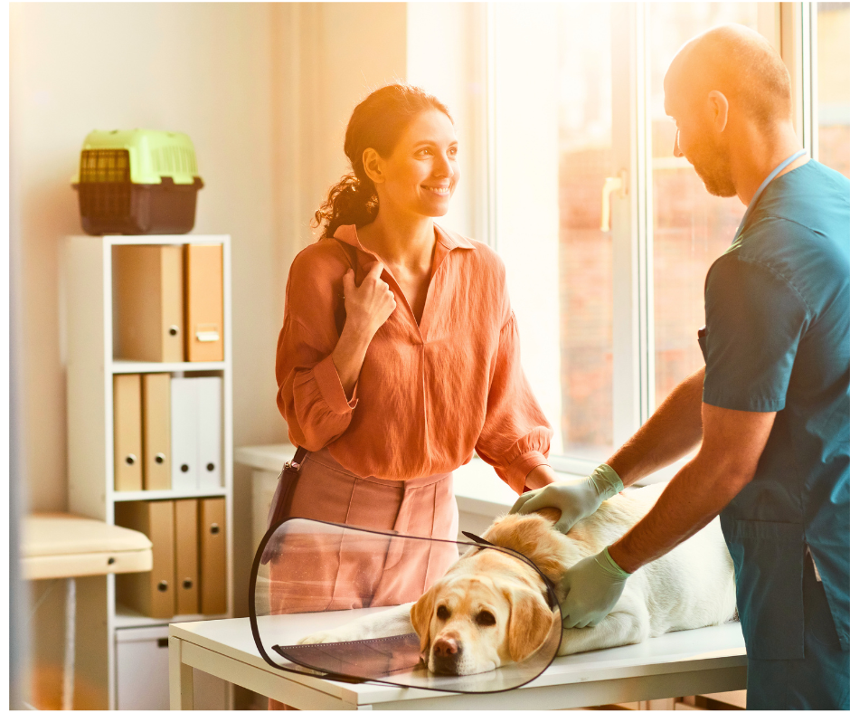 Veterinarian examining recovering dog with protective collar while communicating with relieved pet owner