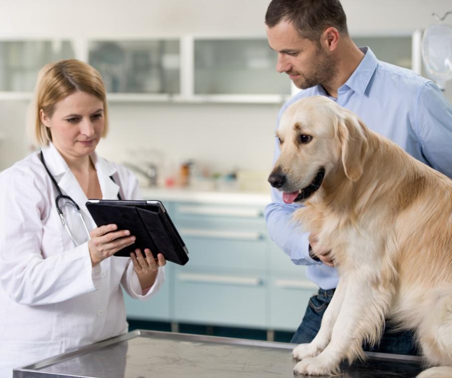 Veterinarian communicating with pet owner using digital clinic tools